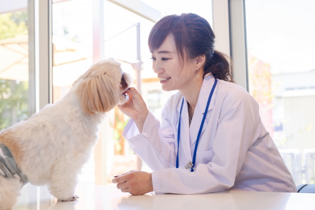 犬を診察する獣医師