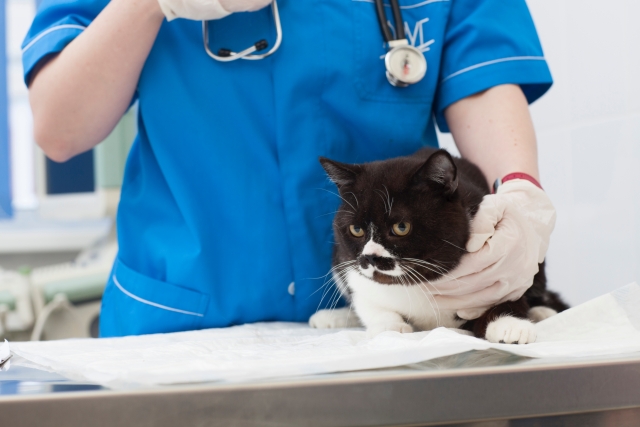 猫を診察する動物看護師