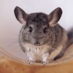 チンチラ