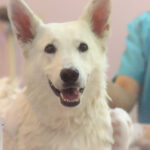 犬