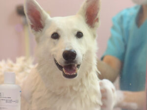犬
