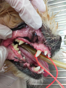 2025年9月 スケーリング(歯石除去)症例