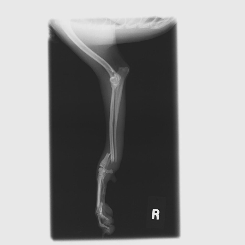 犬_整形外科_20260310 162831_診察前