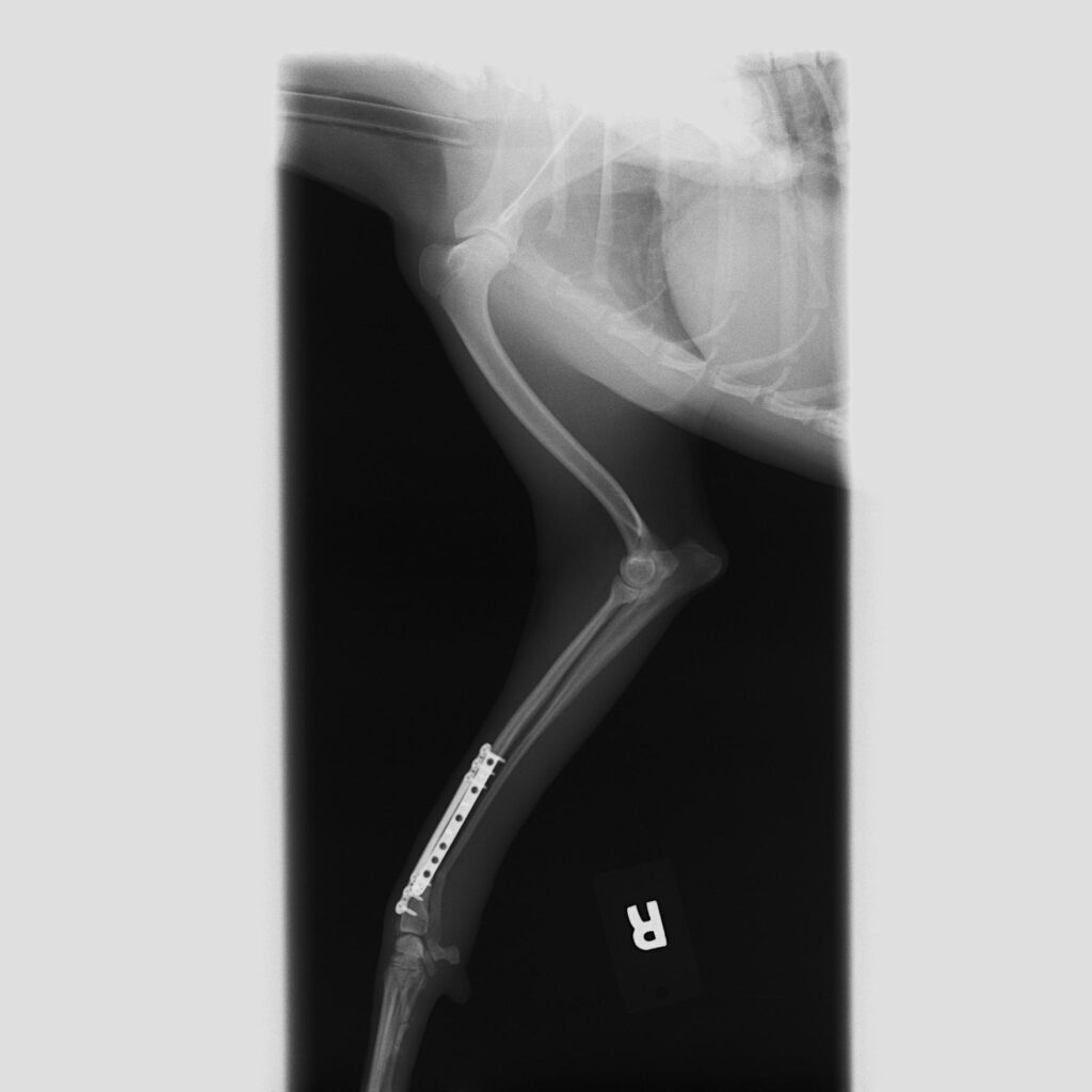 犬_整形外科_20260310 162831_診察後