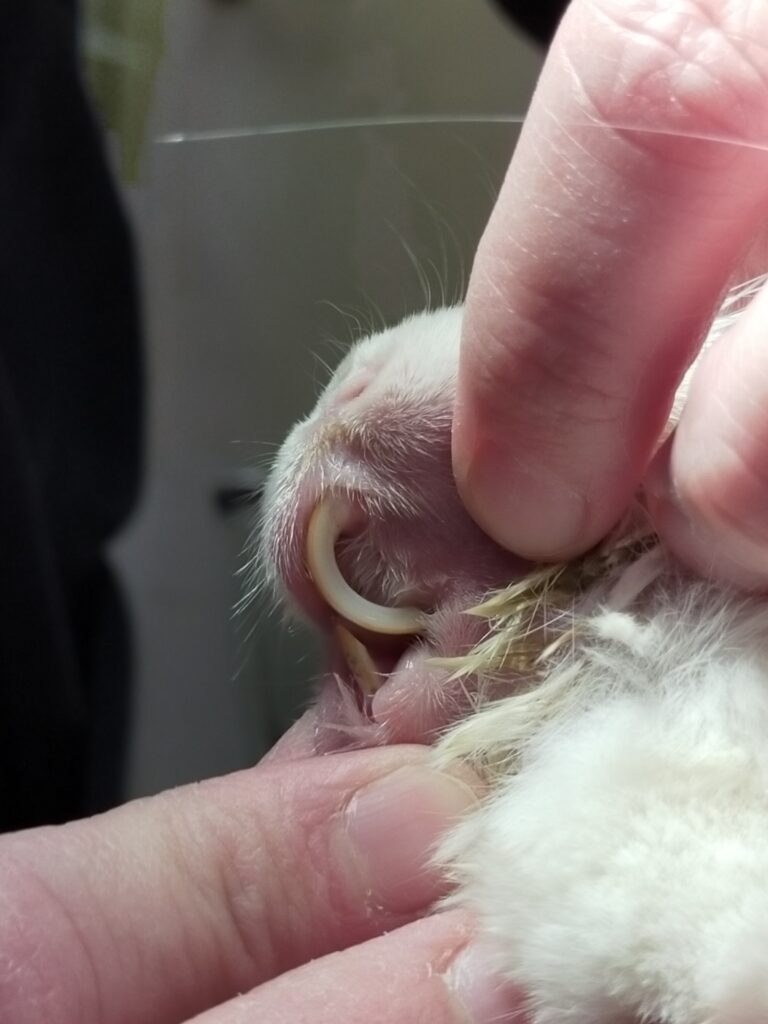 チンチラ_歯科_2026/03/05 14:44:24_1