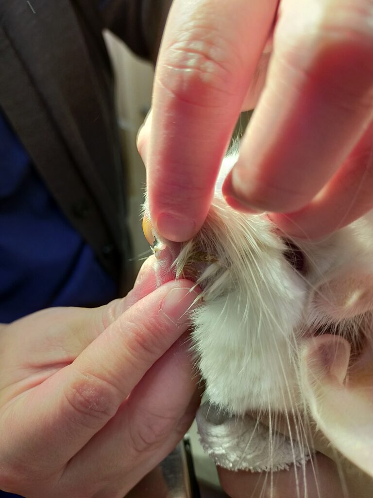 チンチラ_歯科_2026/03/05 14:44:24_2